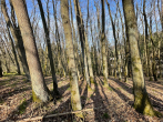 Foto des Eigentümers - Bauland mit eigenem Wald – ein Grundstück mit besonderem Charakter