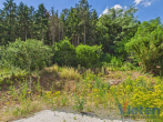 Grundstück - Bauland mit eigenem Wald – ein Grundstück mit besonderem Charakter