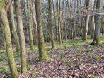 Foto des Eigentümers - Bauland mit eigenem Wald – ein Grundstück mit besonderem Charakter