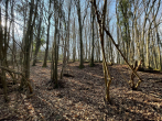 Foto des Eigentümers - Bauland mit eigenem Wald – ein Grundstück mit besonderem Charakter